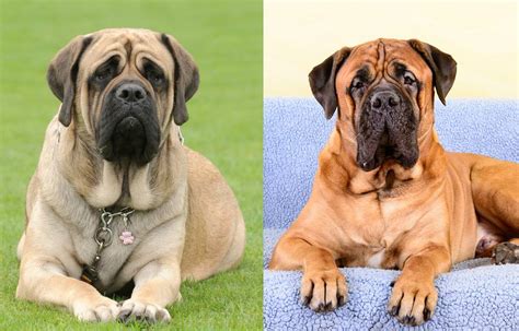 difference between english mastiff and bullmastiff